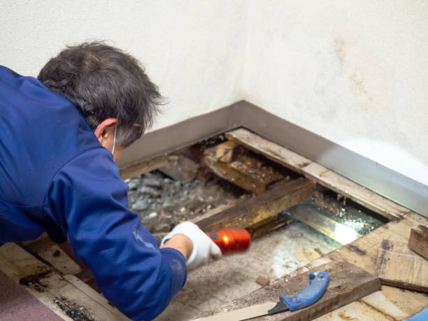 Attic Mold Removal in Pleasure Point, CA