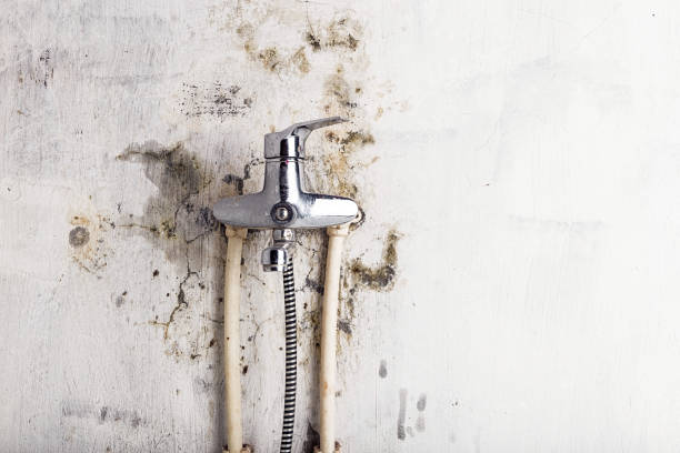 Reliable Pleasure Point, CA Mold Removal Solutions