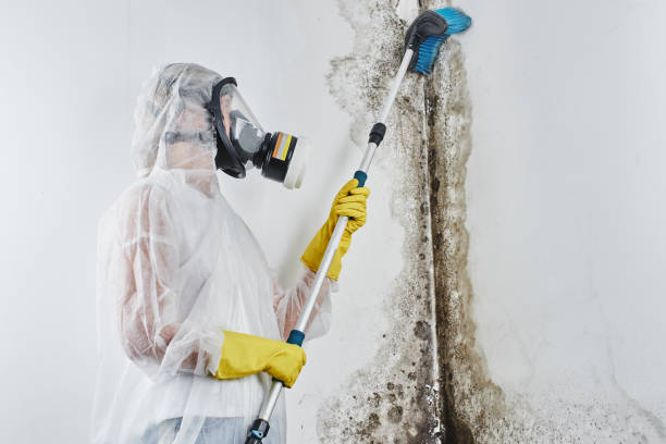 Best Certified Mold Removal  in Pleasure Point, CA