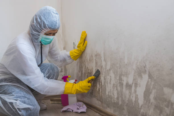 Best Mold Damage Repair  in Pleasure Point, CA