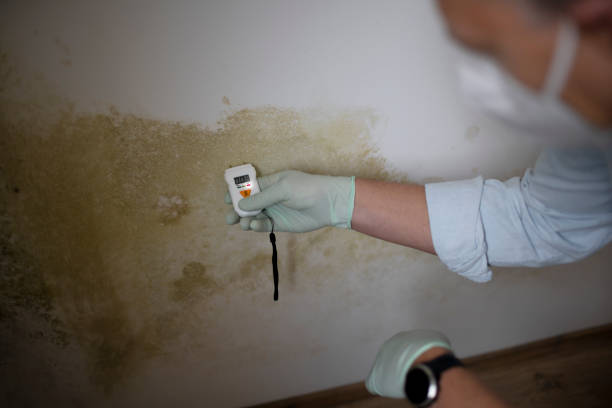 Best Local Mold Removal Service  in Pleasure Point, CA