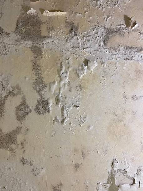Mold Testing and Removal in Pleasure Point, CA
