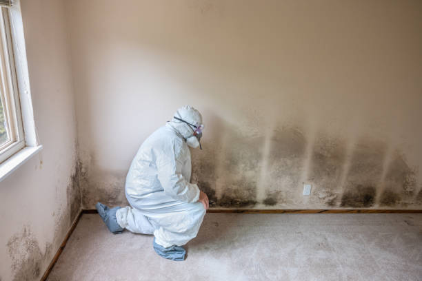 Best Toxic Mold Removal  in Pleasure Point, CA
